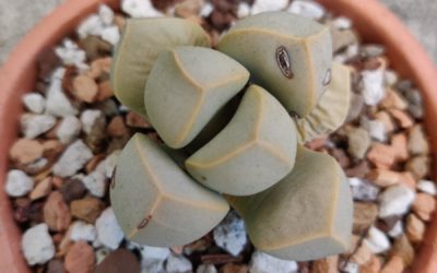 Karoo Rose