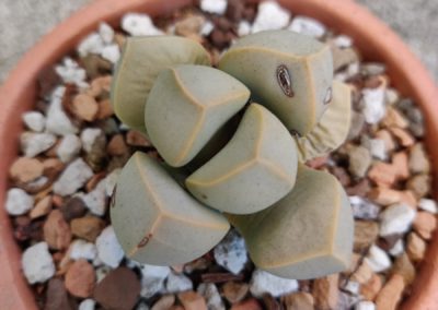 Karoo Rose