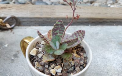 Humilis