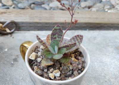 Humilis