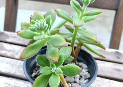 Ruby (Pulvinata)
