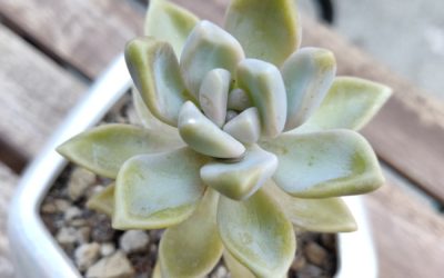 Ghost Plant