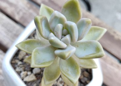 Ghost Plant