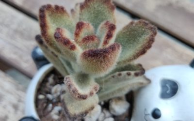 Teddy Bear (Tomentosa)