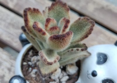 Teddy Bear (Tomentosa)