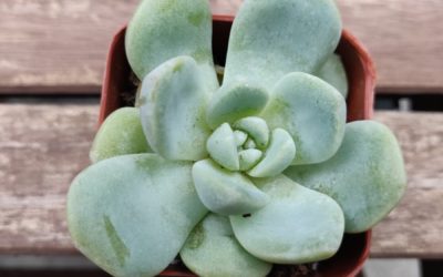 Ice Green