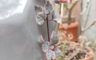 String of Hearts