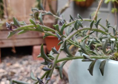 String of Dolphins (Peregrinus)