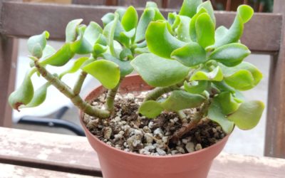 Ripple Jade