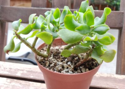 Ripple Jade