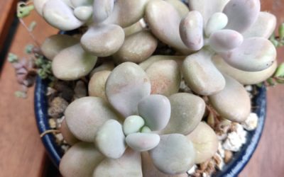 Moonstone (Oviferum)