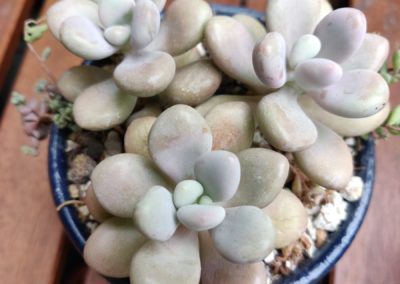 Moonstone (Oviferum)