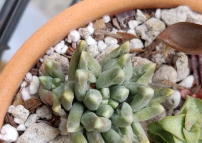Little Jewel (Compactum)