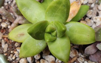 Lime Gold (Adolphi)