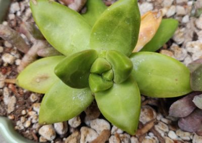 Lime Gold (Adolphi)