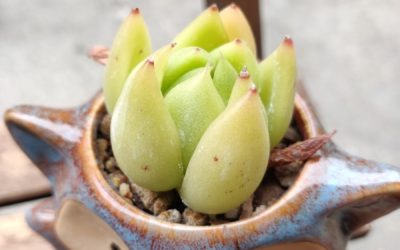Korean Sp.