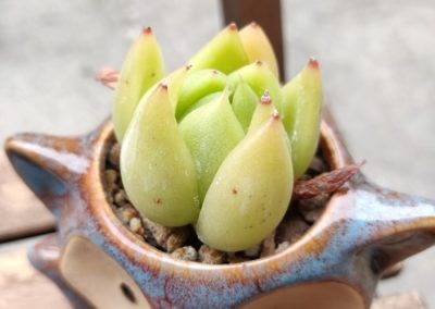 Korean Sp.