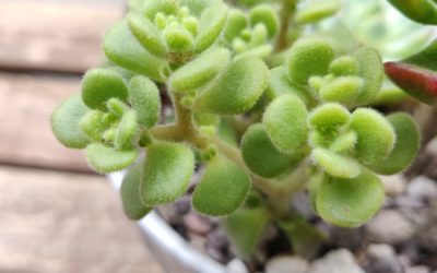 Irish Bouquet (Lindleyi)