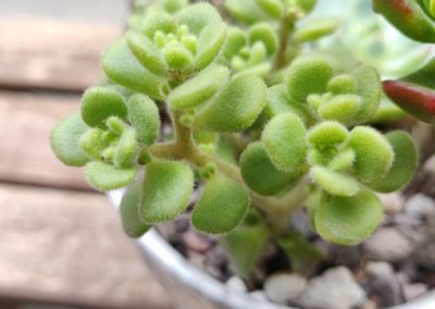 Irish Bouquet (Lindleyi)