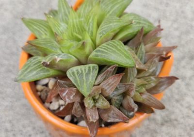Cymbiformis