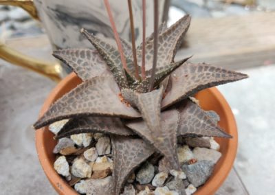 Venosa
