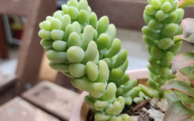 Donkey Tail