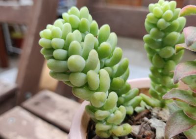 Donkey Tail
