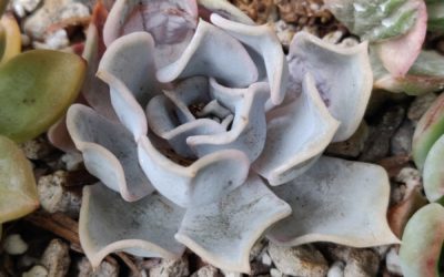 Lilacina