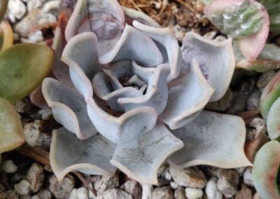 Lilacina