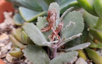 Flower Dust (Pumila)