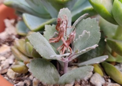 Flower Dust (Pumila)