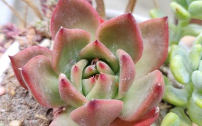 Frank Reinelt (Agavoides)