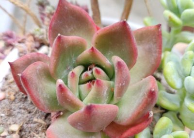 Frank Reinelt (Agavoides)