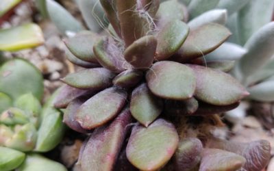 Purple Rufescens