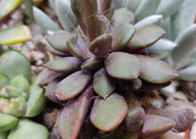 Purple Rufescens