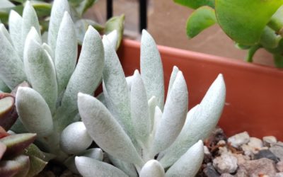 Cacoon Plant