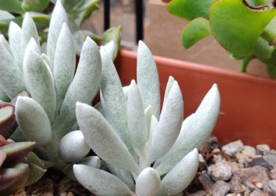 Cacoon Plant