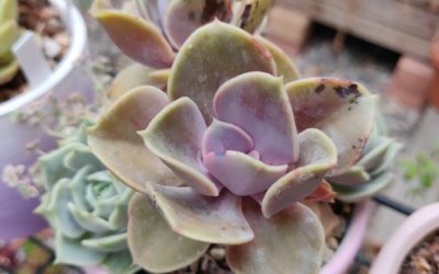 Perle Von Nurnberg