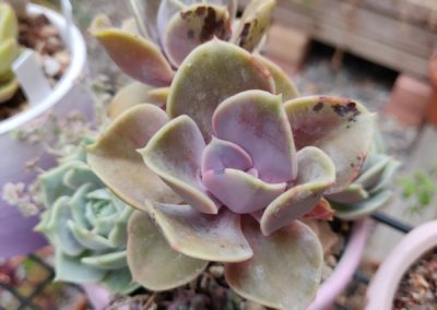 Perle Von Nurnberg