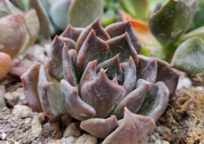 Black Prince