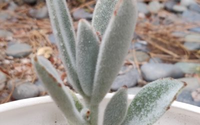 Donkey Ears (Tomentosa)