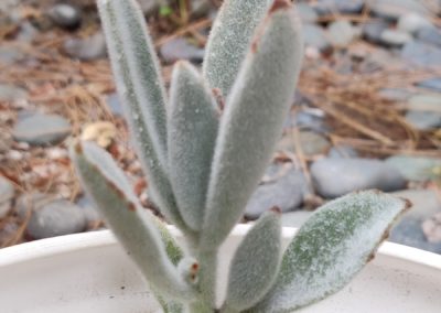 Donkey Ears (Tomentosa)