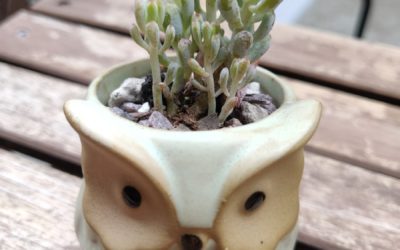 Blue Beans (Pachyphyllum)