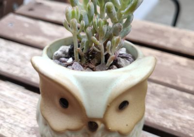 Blue Beans (Pachyphyllum)