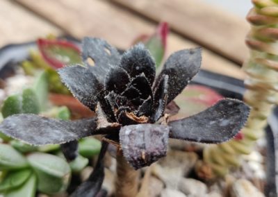 Black Rose
