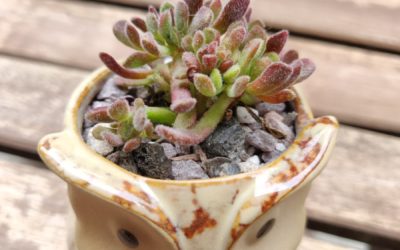 Bear Paw Jade