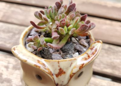 Bear Paw Jade