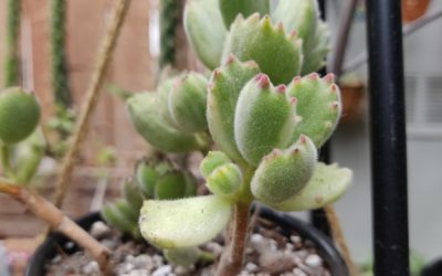 Bear Claws