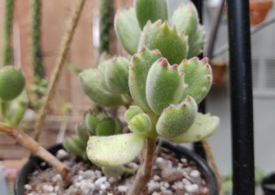 Bear Claws