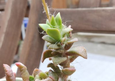 Sunrise (Telephiastrum)